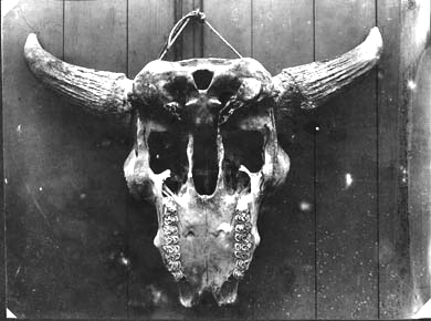Skull found at Elevation 1383 feet
